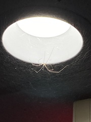 Araneae