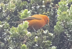 Loxops coccineus