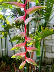 Heliconia chartacea