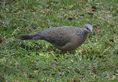 Streptopelia chinensis
