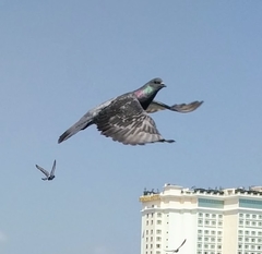 Columba livia domestica