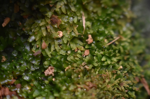 Image of Riccardia latifrons by no rights reserved