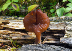 Gyromitra infula image
