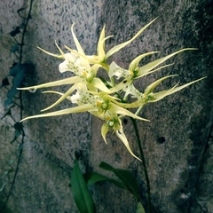 Brassia verrucosa