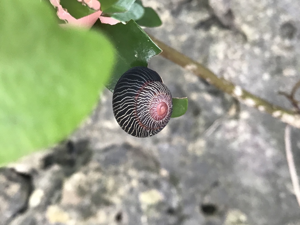 Coryda alauda