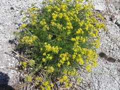 Lomatium torreyi