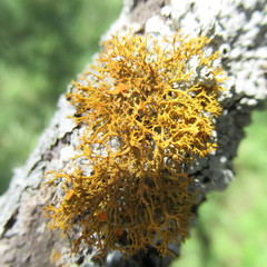 Teloschistes exilis