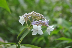 Hydrangea aspera