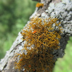 Teloschistes exilis
