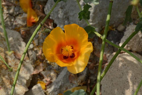 Image of Glaucium leiocarpum by (c) Fethullah ÖZTÜRK, some rights reserved (CC BY)