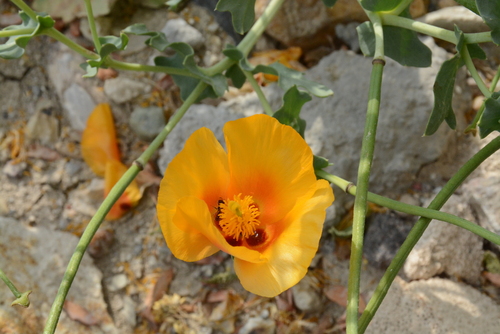 Image of Glaucium leiocarpum by (c) Fethullah ÖZTÜRK, some rights reserved (CC BY)