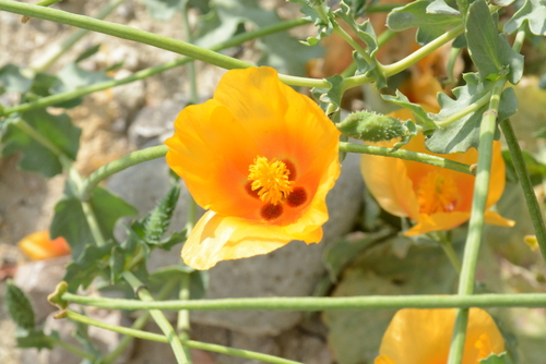 Image of Glaucium leiocarpum by (c) Fethullah ÖZTÜRK, some rights reserved (CC BY)
