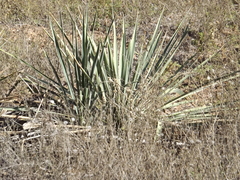 Yucca necopina