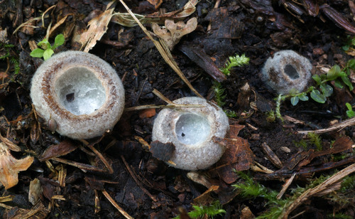 Stephanoma