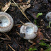 Hypomyces stephanomatis - Photo (c) tombigelow, some rights reserved (CC BY-NC), uploaded by tombigelow