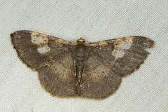 Peratophyga venetia