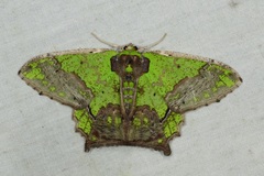 Agathia codina