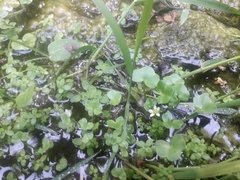 Ranunculus hederaceus