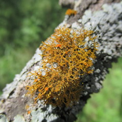 Teloschistes exilis