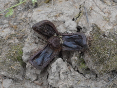 Prosopanche americana