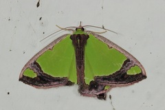 Agathia laetata