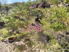 Calytrix exstipulata