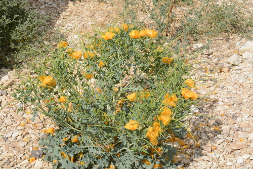Image of Glaucium leiocarpum by (c) Fethullah ÖZTÜRK, some rights reserved (CC BY)