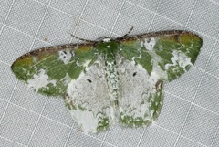 Eucyclodes albisparsa