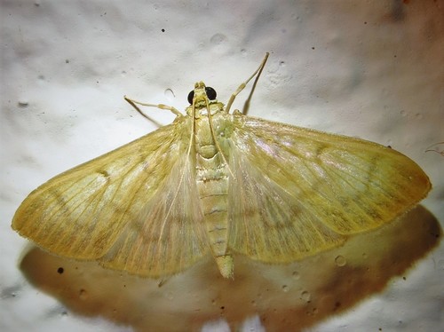 Herbivorous Patania Moth