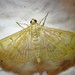 Herbivorous Pleuroptya Moth - Photo (c) Annika Lindqvist, some rights reserved (CC BY), uploaded by Annika Lindqvist