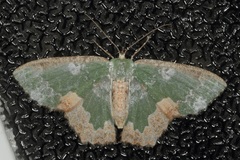 Eucyclodes albisparsa