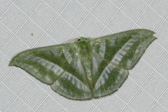 Mixochlora vittata