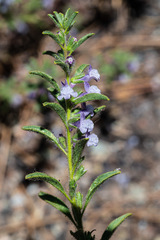 Sairocarpus cornutus