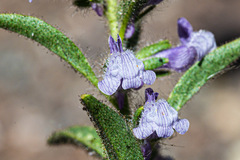 Sairocarpus cornutus