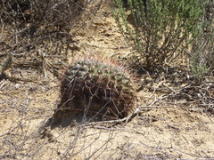 Ferocactus viridescens