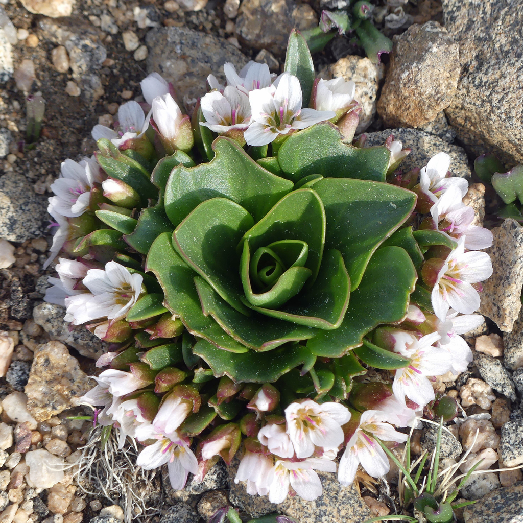 Claytonia sect. Caudicosae