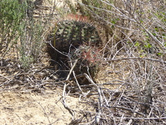 Ferocactus viridescens