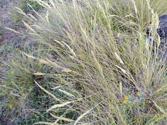 Festuca petraea
