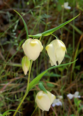 Calochortus albus