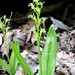 Fen Orchid - Photo (c) NC Orchid, some rights reserved (CC BY-NC)