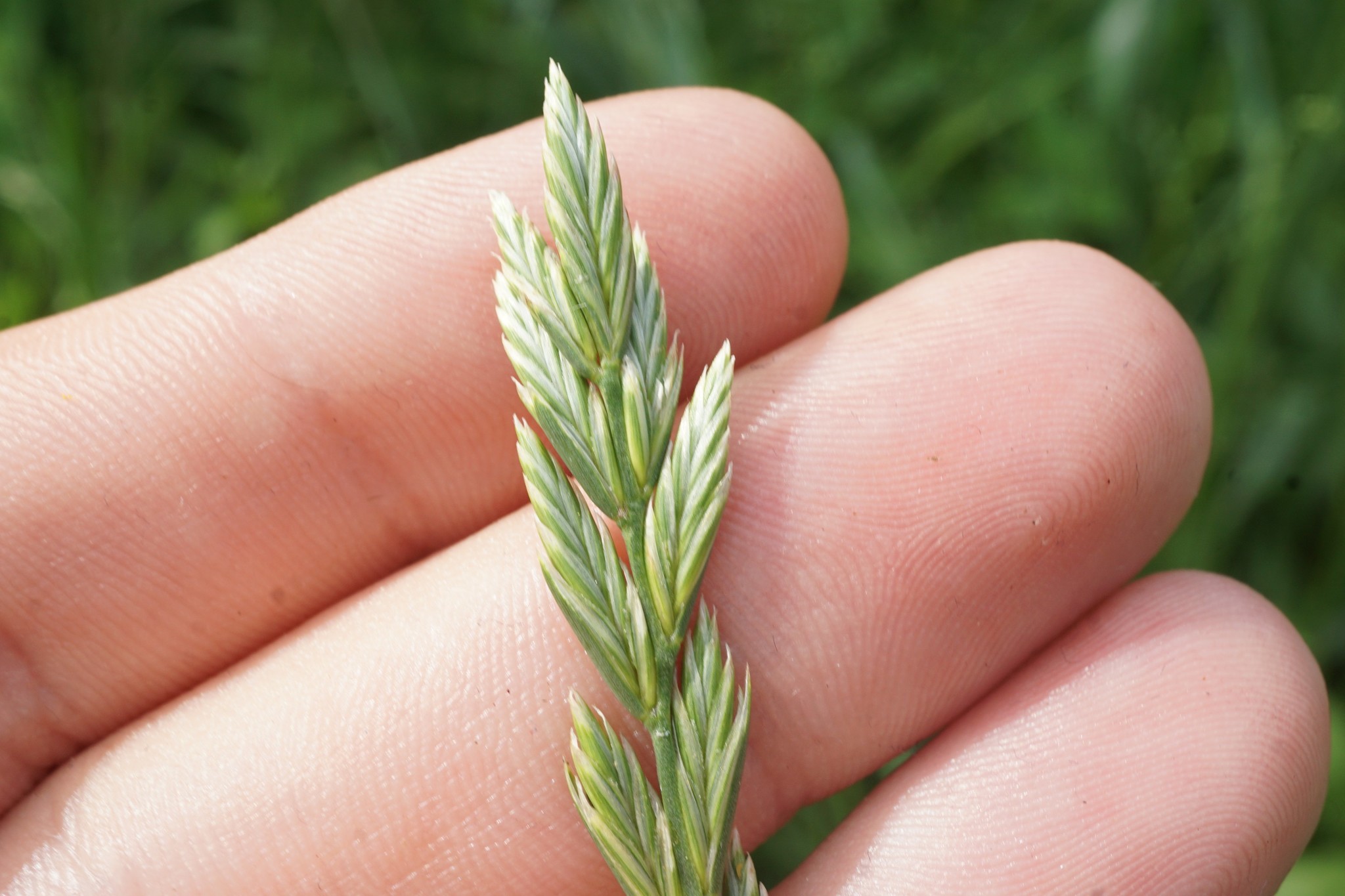 (c) , aucun droit réservé (CC0) https://www.inaturalist.org/observations/83567221