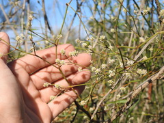 Pfaffia glomerata