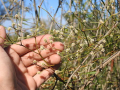 Pfaffia glomerata