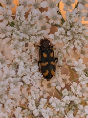 Trichodes flavocinctus