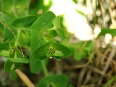 Euphorbia azorica