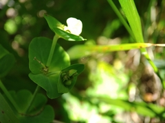 Euphorbia azorica