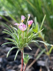 Leptosiphon ciliatus