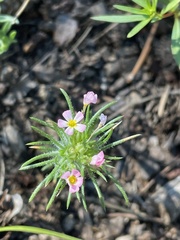 Leptosiphon ciliatus