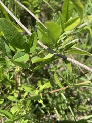 Lespedeza daurica
