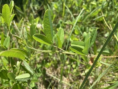 Lespedeza daurica